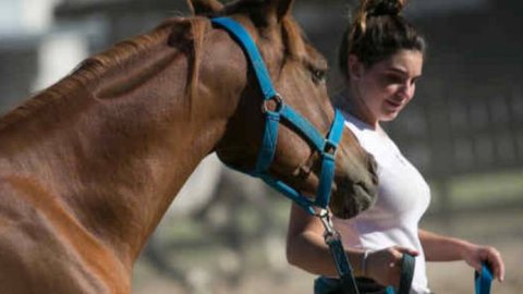 Vuelve ''Nuestros Caballos'' a La Rural con actividades para toda la familia