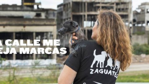 Campaña de Elanco Animal Health y Refugio Zaguates: "La calle me deja marcas"