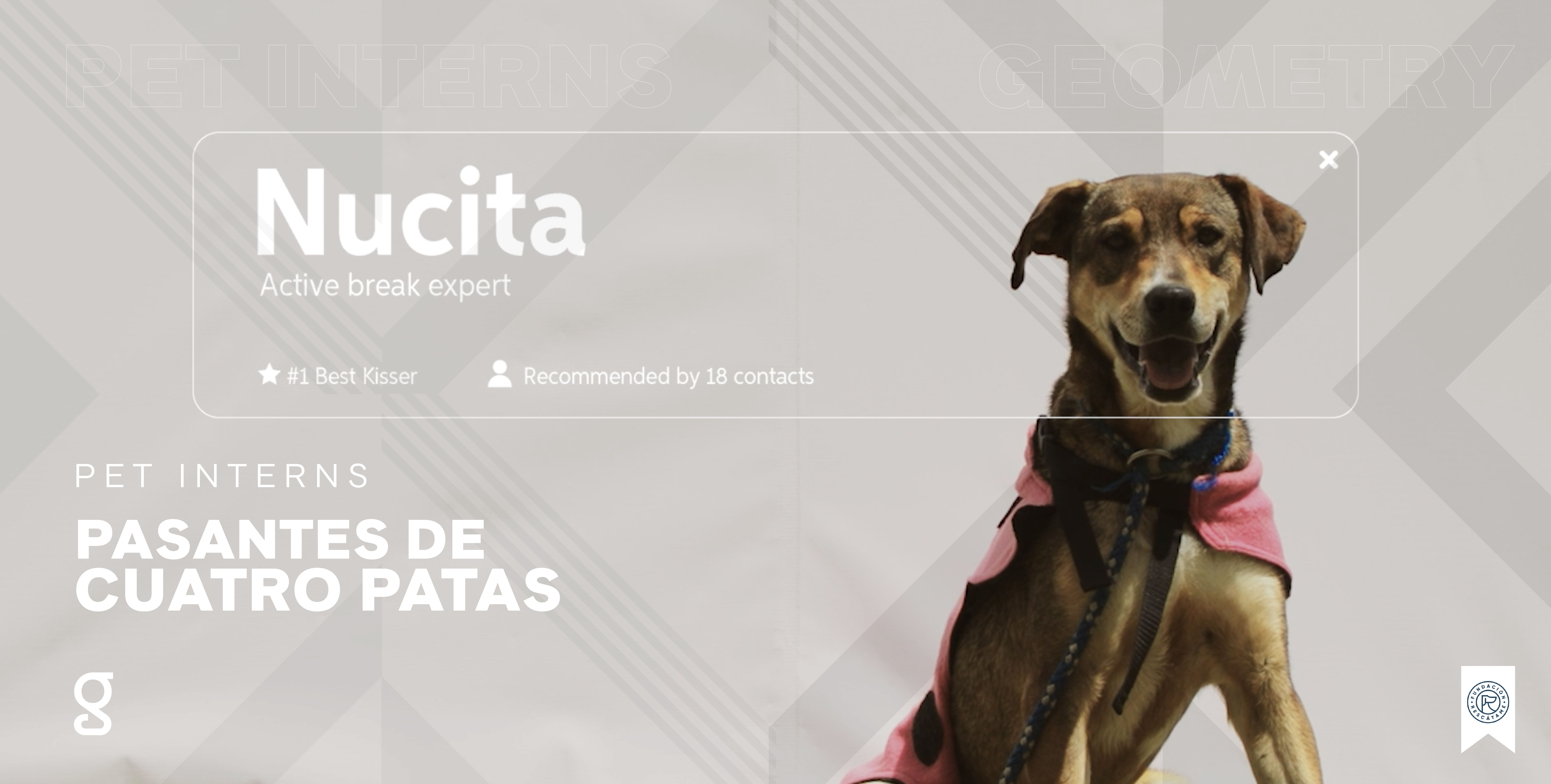 “Pet Interns”, la nueva acción de Geometry Colombia para Fundación Rescátame