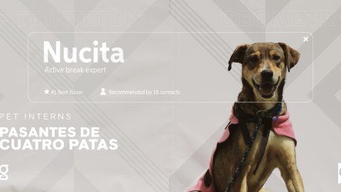 “Pet Interns”, la nueva acción de Geometry Colombia para Fundación Rescátame