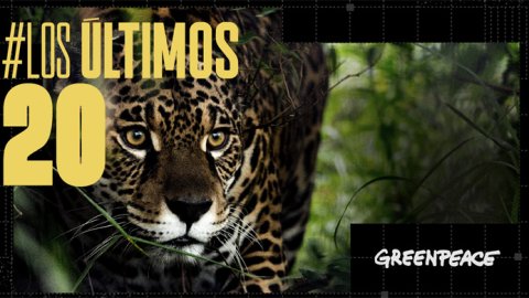 "Los últimos 20", nueva campaña de Isobar para Greenpeace