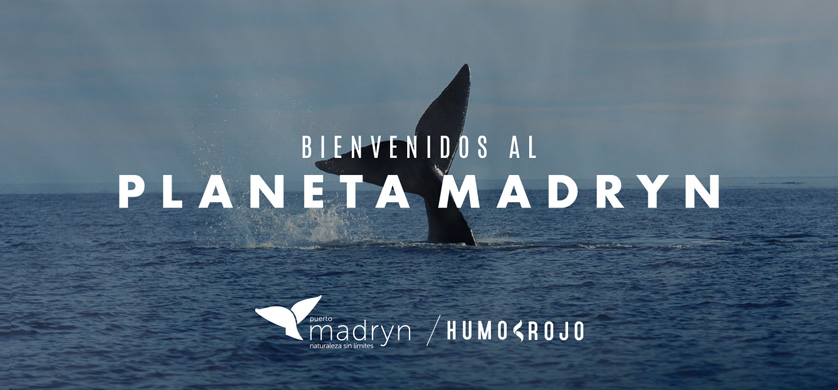 “Planeta Madryn”, lo nuevo de Humo Rojo para la temporada de ballenas