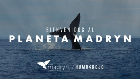 “Planeta Madryn”, lo nuevo de Humo Rojo para la temporada de ballenas