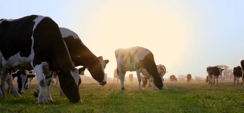“Bienestar Animal”, la nueva campaña de Craverolanis para La Serenísima