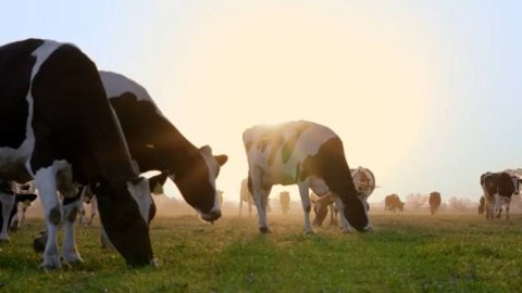 “Bienestar Animal”, la nueva campaña de Craverolanis para La Serenísima