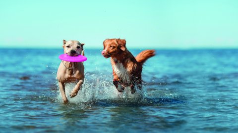 Veranear con mascotas: Eukanuba apuesta nuevamente a las vacaciones pet friendly