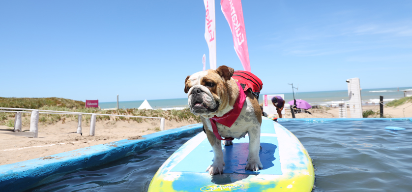 Verano Eukanuba: tarde de juegos, premios y Agility en playa Yes