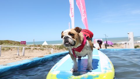 Verano Eukanuba: tarde de juegos, premios y Agility en playa Yes