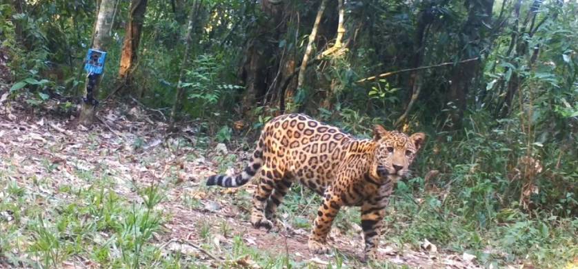 “Yaguá la Caza”, una campaña para desalentar la cacería en Misiones