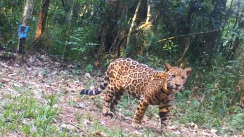 “Yaguá la Caza”, una campaña para desalentar la cacería en Misiones