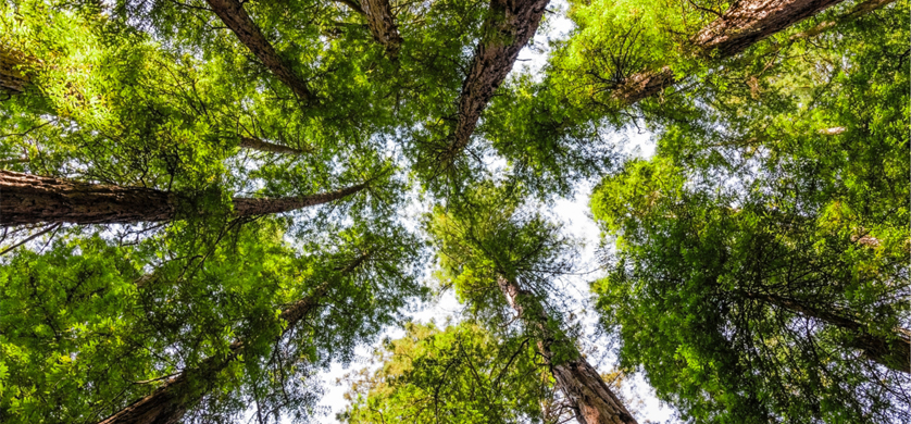 Sustentabilidad: una aseguradora rosarina deja de imprimir pólizas