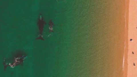 "Alineate al Planeta Madryn", lo nuevo de Humo Rojo