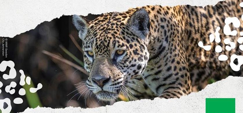 Llega Yurumí 2023, el evento anual de Fundación Vida Silvestre Argentina