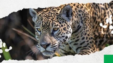 Llega Yurumí 2023, el evento anual de Fundación Vida Silvestre Argentina