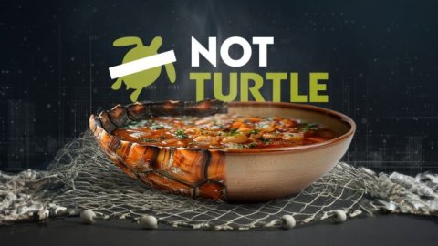 NotCo presenta NotTurtle: una solución innovadora para preservar la tortuga verde marina