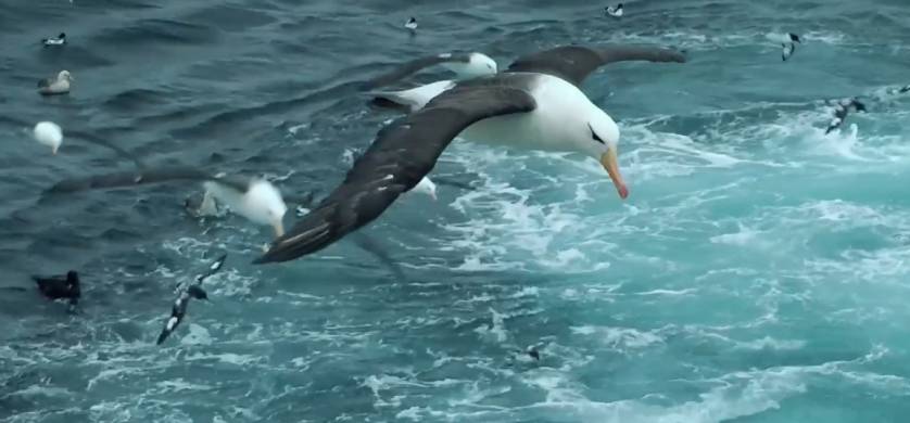 Aves Argentinas llega a la pantalla grande