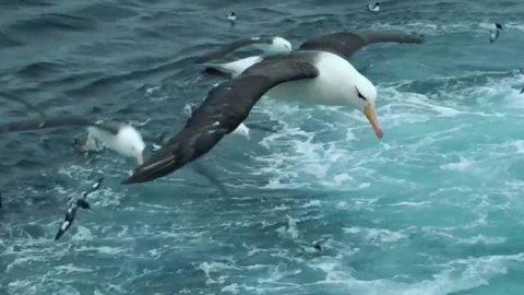 Aves Argentinas llega a la pantalla grande