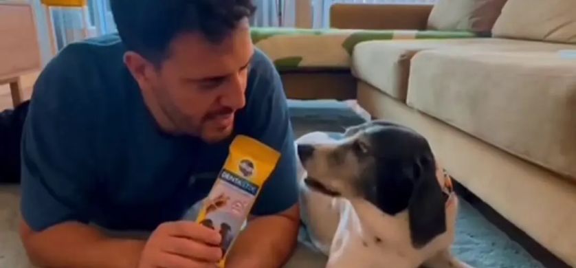 “Dientes sanos, perros felices”, la campaña que promueve el cuidado oral de los perros