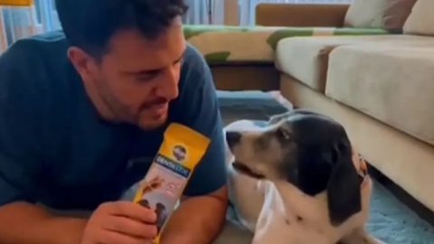 “Dientes sanos, perros felices”, la campaña que promueve el cuidado oral de los perros