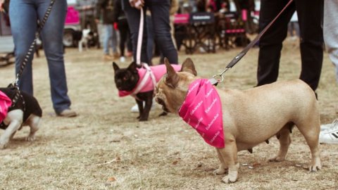 Eukanuba desembarca nuevamente en el interior del país con el ACTIVE TOUR