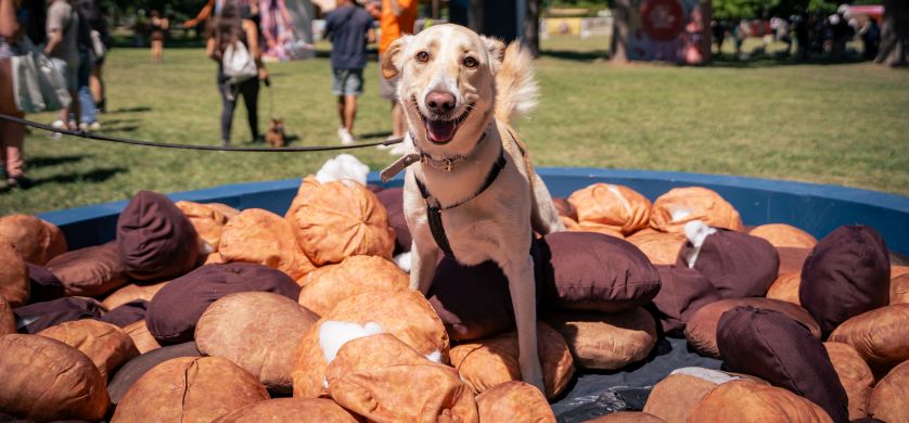 Se celebró “Mascotear”, el primer festival dedicado exclusivamente a las mascotas