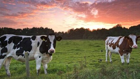 SiloReal y DeLaval: Nueva alianza para ampliar el acceso a crédito en el sector lechero