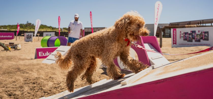 Juegos, deporte y diversión en Pinamar junto a Eukanuba