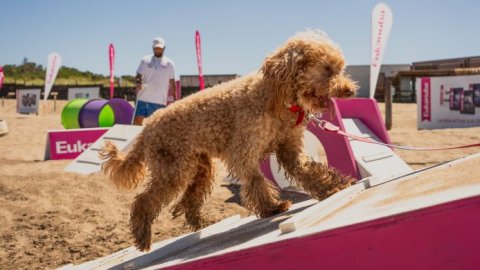 Juegos, deporte y diversión en Pinamar junto a Eukanuba