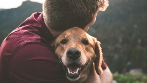 Las mascotas y los argentinos: el 80% tiene al menos un animal en su casa