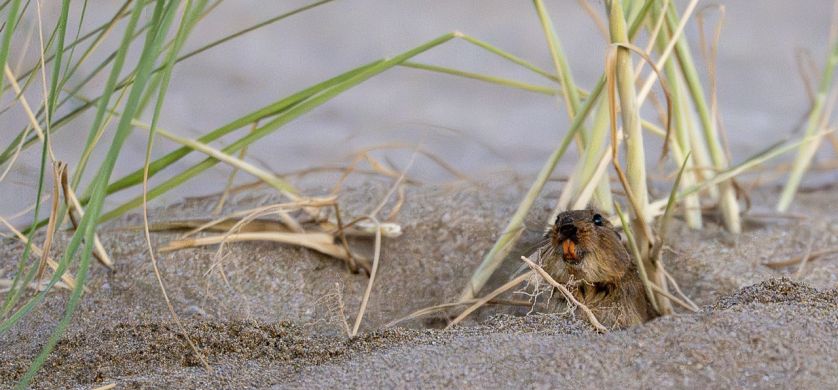 “Safari y concurso fotográfico El Salvaje”, una experiencia que celebró la naturaleza y la creatividad