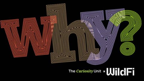 Wild Fi lanza WHY?, su nueva unidad para entender motivaciones y potenciar marcas
