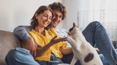 Cat Chow cumple 60 años acompañando a los gatos en cada etapa de su vida