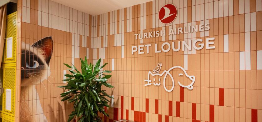Viajes Pet-Friendly: Una guía para viajar con mascotas junto a Turkish Airlines