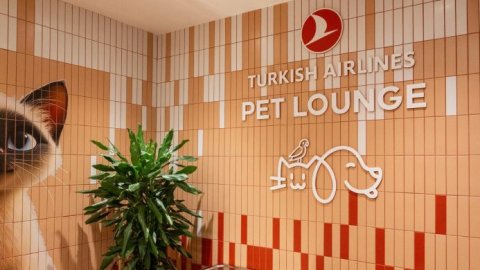 Viajes Pet-Friendly: Una guía para viajar con mascotas junto a Turkish Airlines