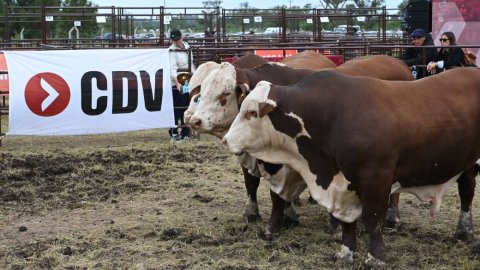 CDV vuelve a Expoagro con foco en sanidad y producción animal