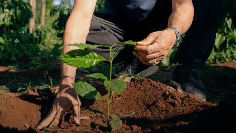 Nescafé presenta los resultados de su Plan 2025 con foco en sostenibilidad y derechos humanos