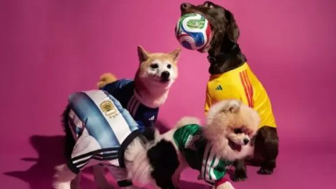 Mundial y mascotas: cómo cuidarlas para disfrutar de cada reunión futbolera