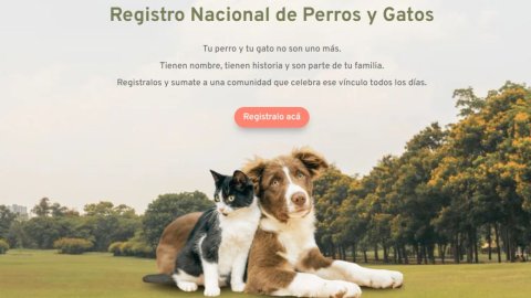 Argentina ya tiene 20.000 mascotas registradas: el impacto de Old Prince