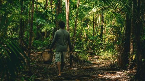 Mes de la Amazonia: ¿Cómo Natura transforma la biodiversidad?