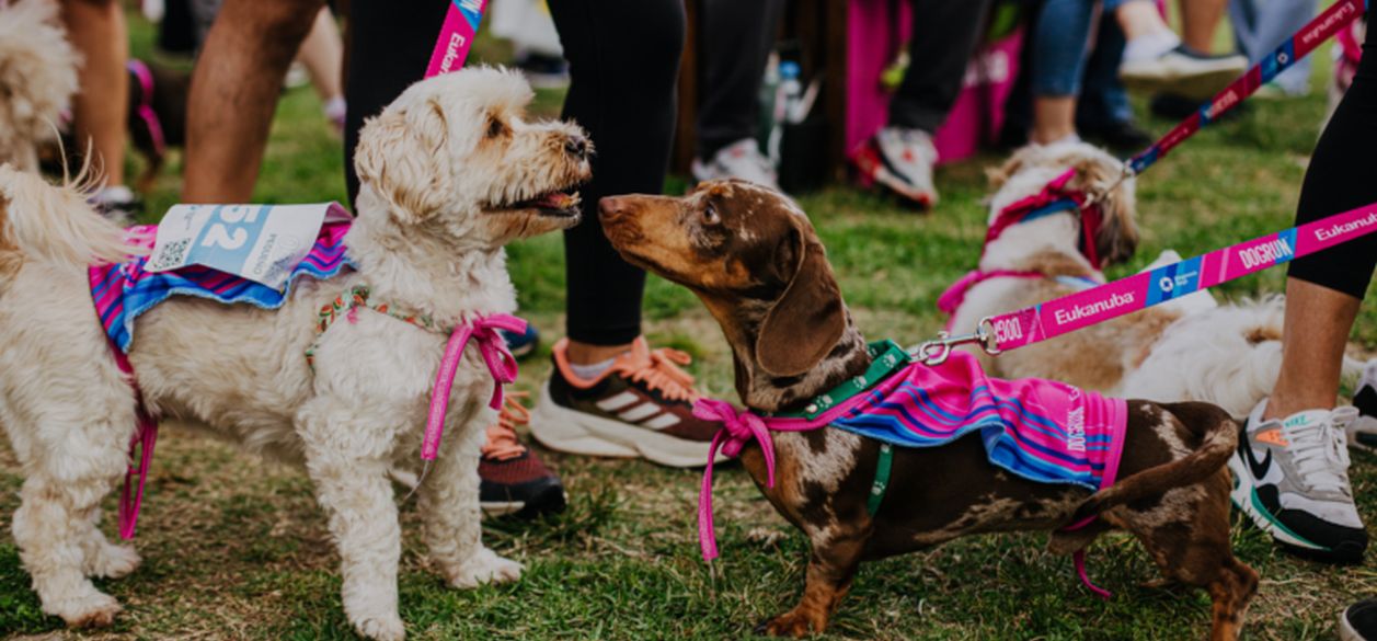 Eukanuba celebra el vínculo con tu mascota en la 14° edición de Dogrun