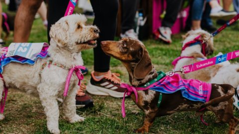 Eukanuba celebra el vínculo con tu mascota en la 14° edición de Dogrun